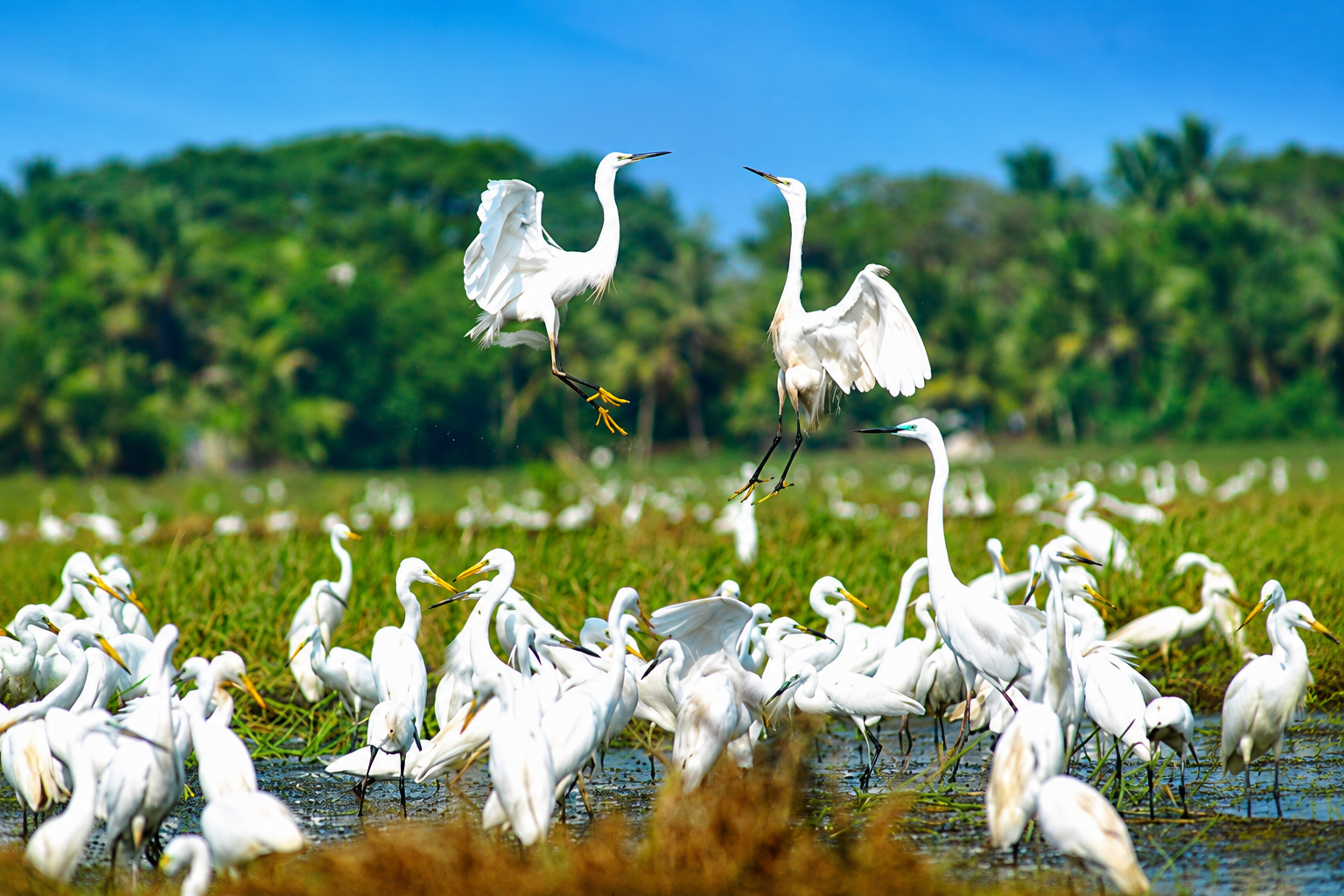 White egrets at the Kumarakom Bird Sanctuary on Vembanad Lake